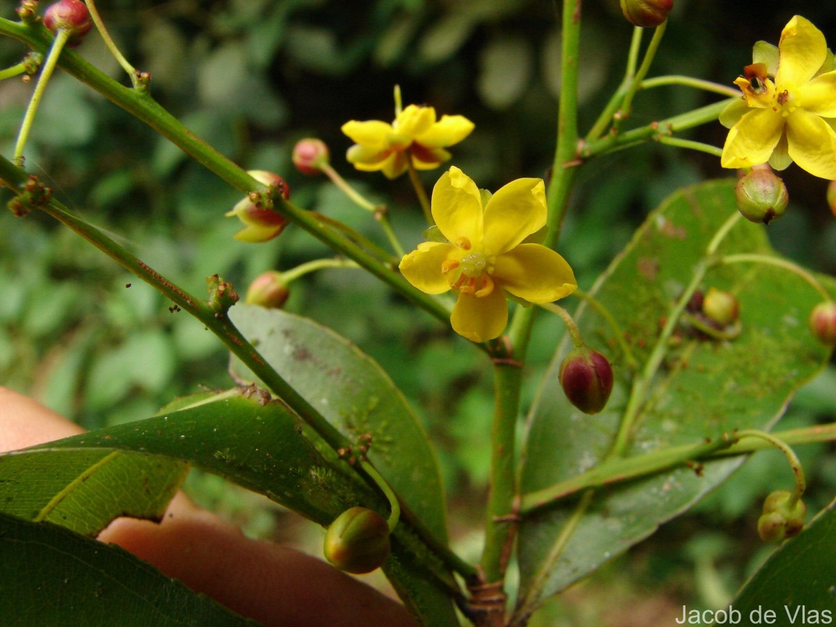 Campylospermum serratum (Gaertn.) Bittrich & M.C.E.Amaral